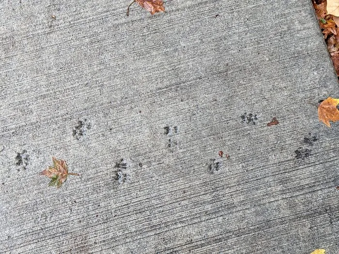 This One Is Twofold- 1. This Animal (Squirrel??) Doesn't Care About Anybody's Rules And 2. This Was Taken On One Of My First Few Days Of College- Where I'm Finally Trusted To Take The Bus To By Myself