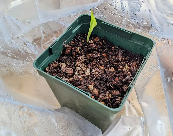 Baby Bananas!