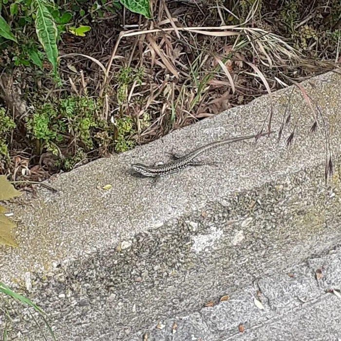 Little Lizard