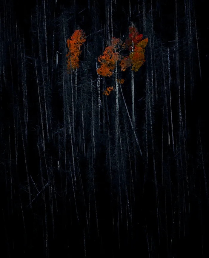 Spooky Aspen