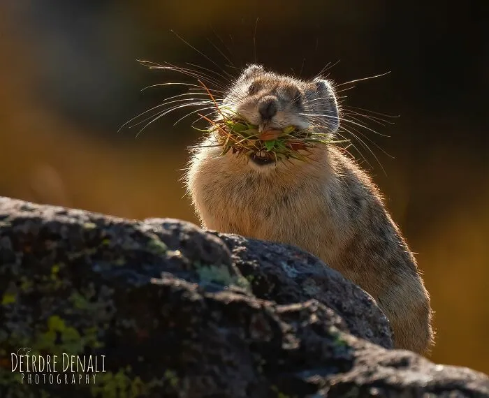 Big Smiles And Autumn Gold