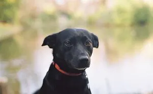 “Hey Pandas, Show Me The Best Pic Of Your Dog”