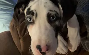 “Hey Pandas, Show Me The Best Pic Of Your Dog”