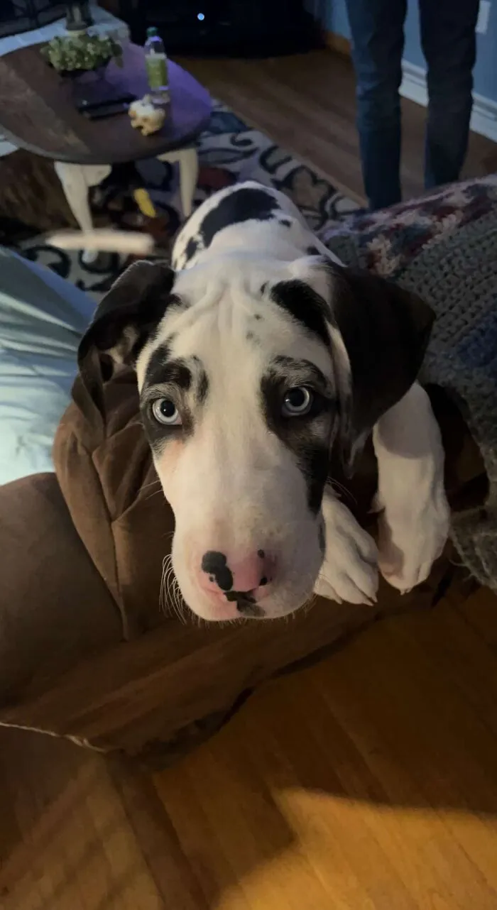 Everyone, Meet Lucy