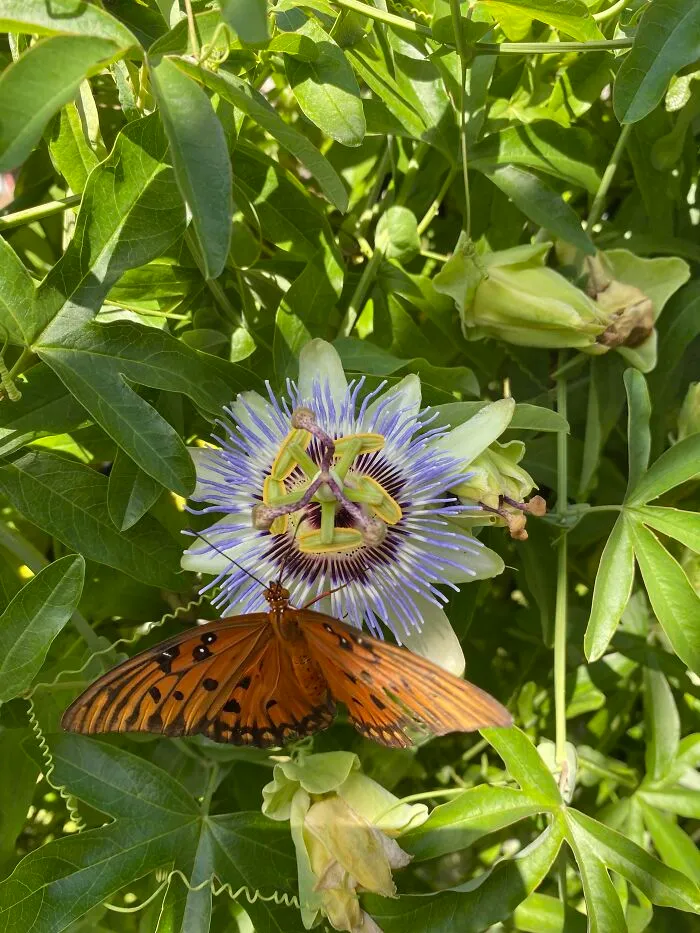 Then We Will Have Tons Of Butterflies Flitting All Around!