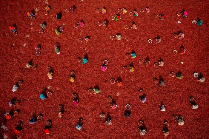 Categoría: Gente, Mención, Mujeres recogiendo chiles rojos Por Azim Khan Ronnie