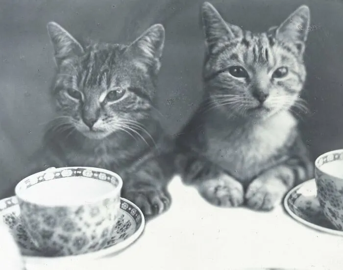 30 Of The Best Photos Shared By This Twitter Account That Collects Historic Photographs Of Cats With Their Stories