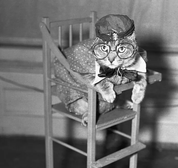 30 Of The Best Photos Shared By This Twitter Account That Collects Historic Photographs Of Cats With Their Stories