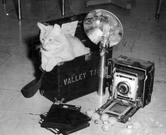 30 Of The Best Photos Shared By This Twitter Account That Collects Historic Photographs Of Cats With Their Stories