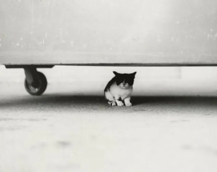 30 Of The Best Photos Shared By This Twitter Account That Collects Historic Photographs Of Cats With Their Stories