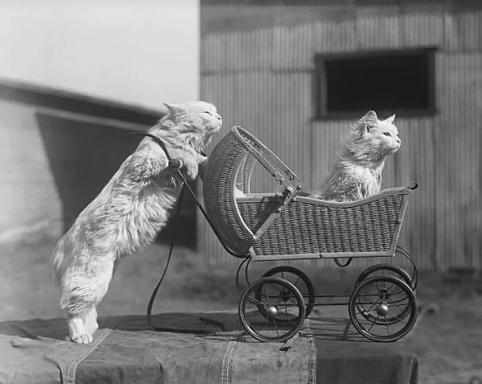 30 Of The Best Photos Shared By This Twitter Account That Collects Historic Photographs Of Cats With Their Stories
