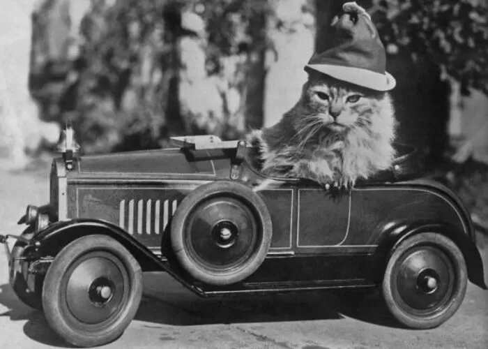 30 Of The Best Photos Shared By This Twitter Account That Collects Historic Photographs Of Cats With Their Stories