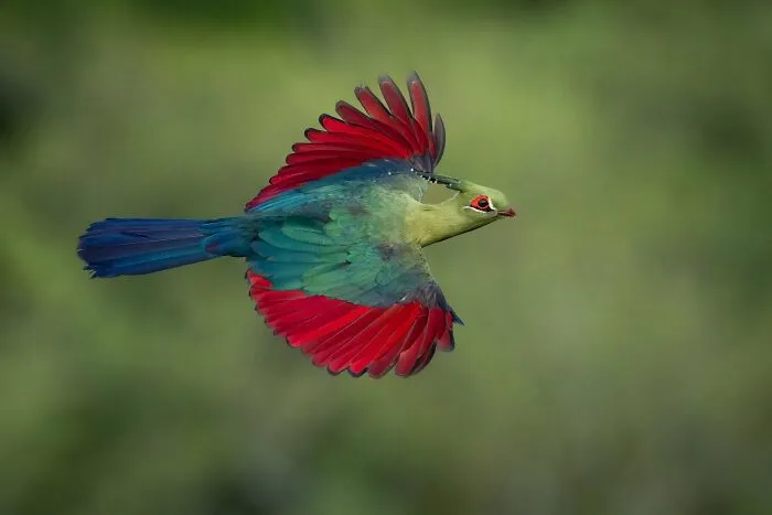 Aves en vuelo: "Turaco de Schalow" por Aaron Baggenstos (Bronce)