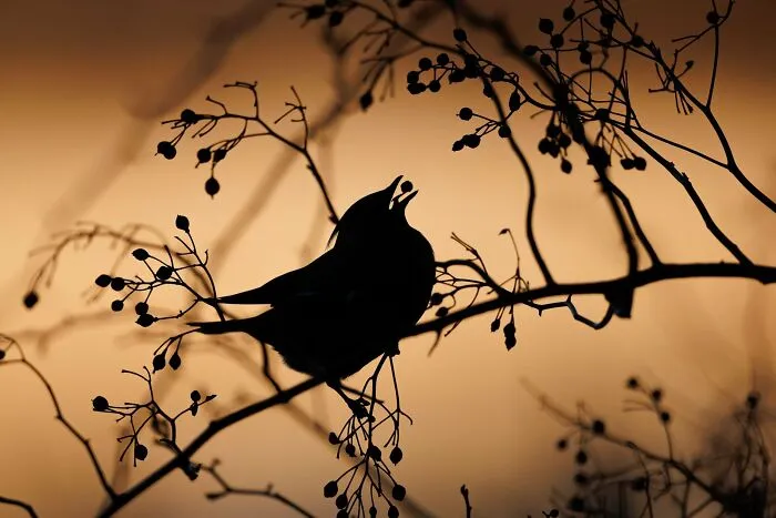 Comportamiento de las aves: "Silueta de ala de cera" por Simon D'entremont (Bronce)