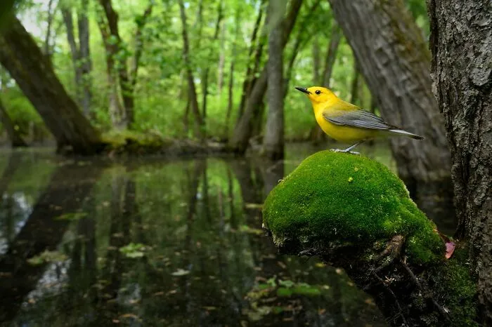 Aves en el medio ambiente: "Un faro en el pantano" de Raymond Hennessy (Mención especial)