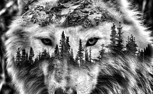Yellowstone Wolf