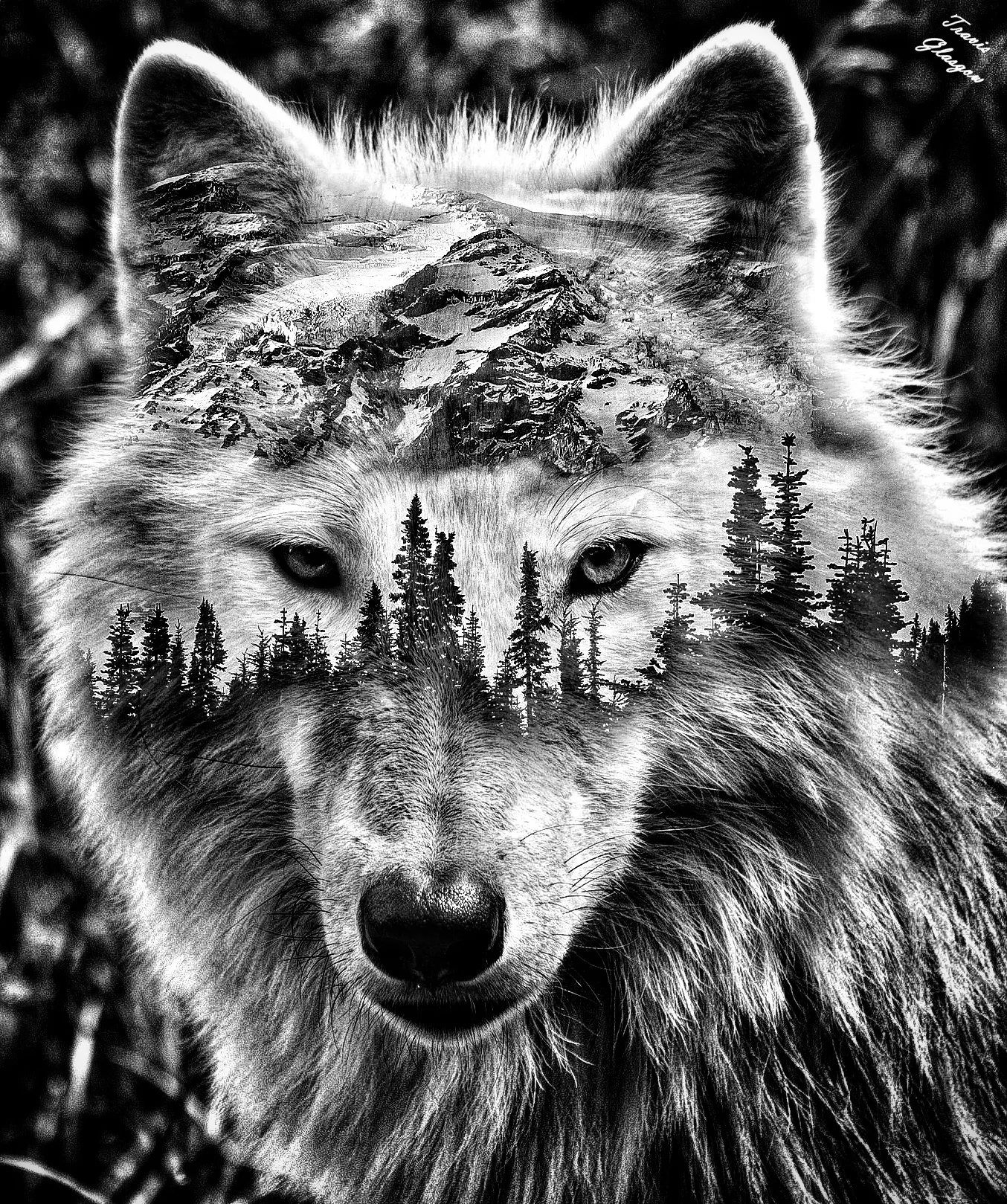 Yellowstone Wolf