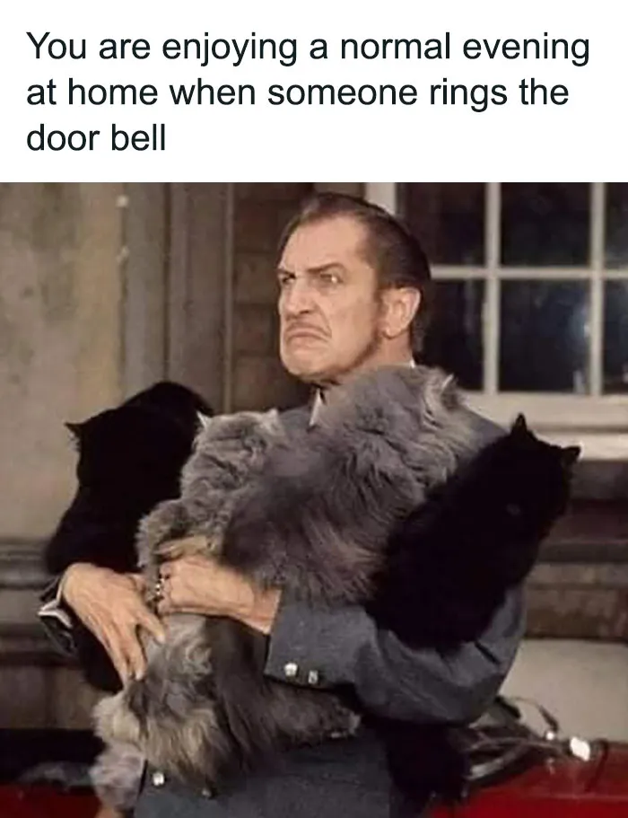 Man holding fluffy cats with a frustrated expression, capturing relatable cat meme humor.