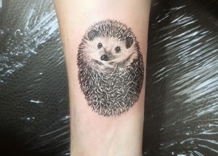 Cute Little Hedgehog