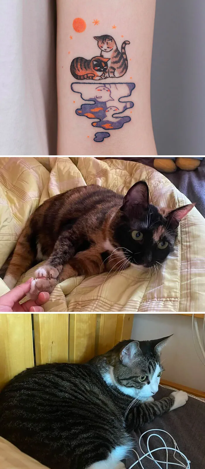 Cats Sitting Together
