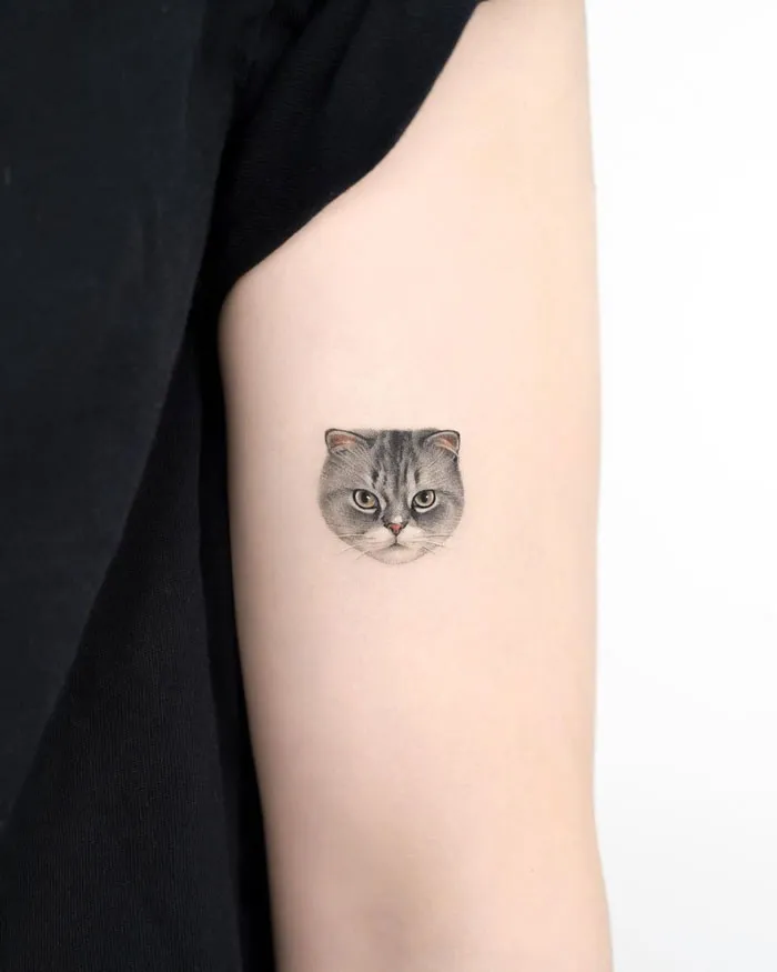 Kitten Portrait