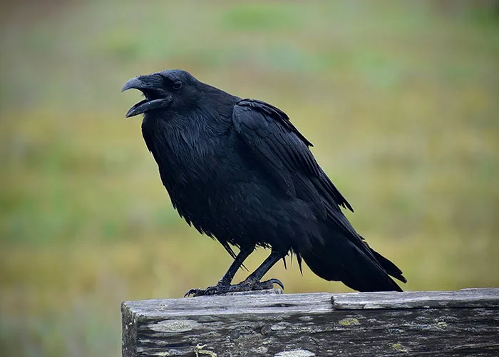30 Animals That People Are Scared Of Or Don't Like When They Really Shouldn't, As Shared In This Online Thread