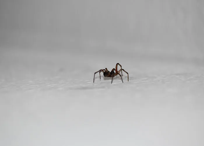 30 Animals That People Are Scared Of Or Don't Like When They Really Shouldn't, As Shared In This Online Thread