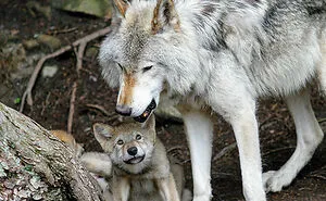 30 Animals That People Are Scared Of Or Don't Like When They Really Shouldn't, As Shared In This Online Thread