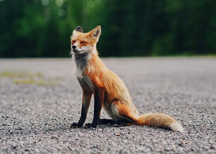 30 Animals That People Are Scared Of Or Don't Like When They Really Shouldn't, As Shared In This Online Thread