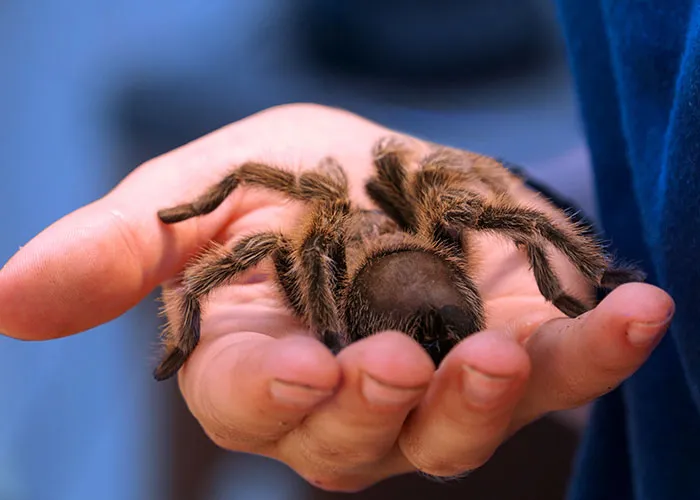 30 Animals That People Are Scared Of Or Don't Like When They Really Shouldn't, As Shared In This Online Thread