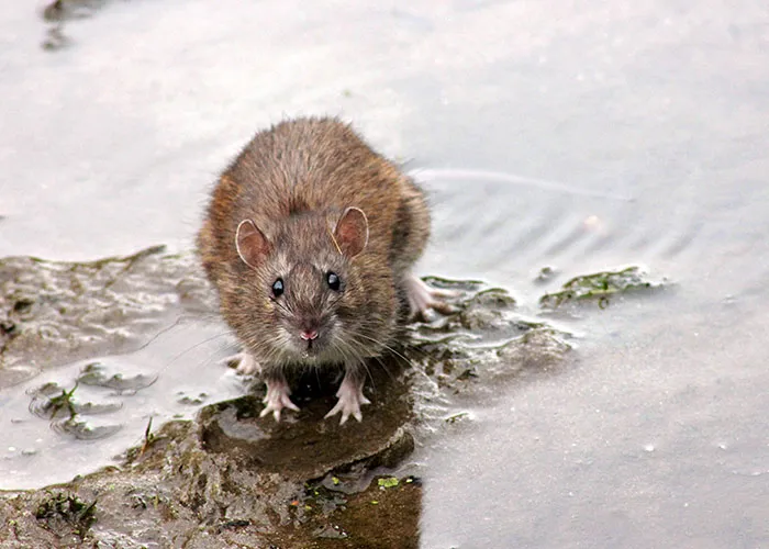 30 Animals That People Are Scared Of Or Don't Like When They Really Shouldn't, As Shared In This Online Thread