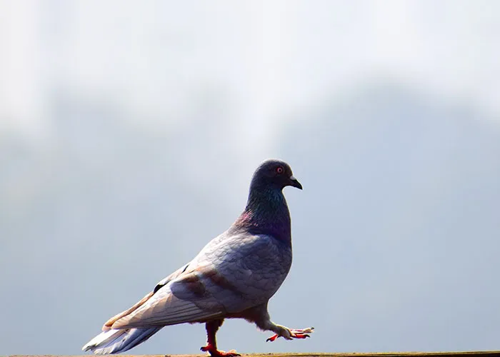 30 Animals That People Are Scared Of Or Don't Like When They Really Shouldn't, As Shared In This Online Thread