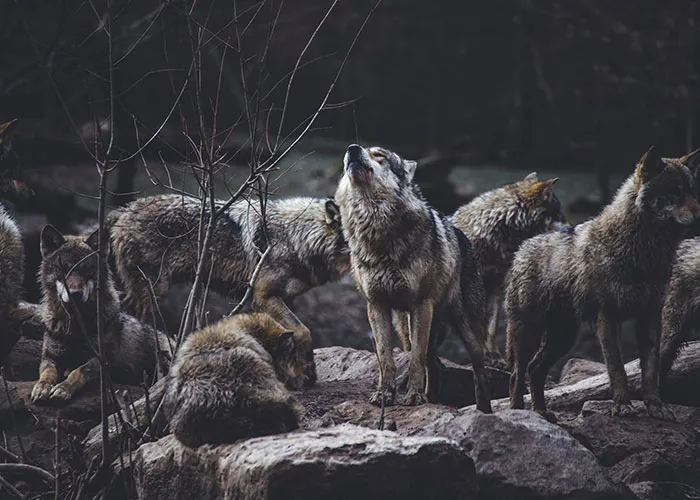 30 Animals That People Are Scared Of Or Don't Like When They Really Shouldn't, As Shared In This Online Thread