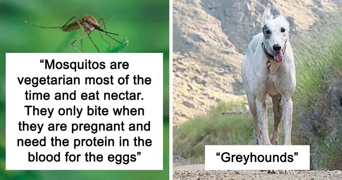 30 Animals That People Are Scared Of Or Don't Like When They Really Shouldn't, As Shared In This Online Thread