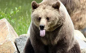 30 Animals That People Are Scared Of Or Don't Like When They Really Shouldn't, As Shared In This Online Thread