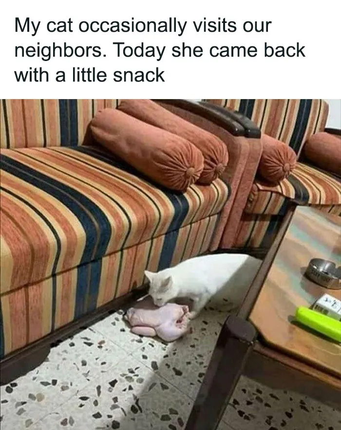 White cat with chicken piece near a striped couch, showcasing funny and relatable cat antics.