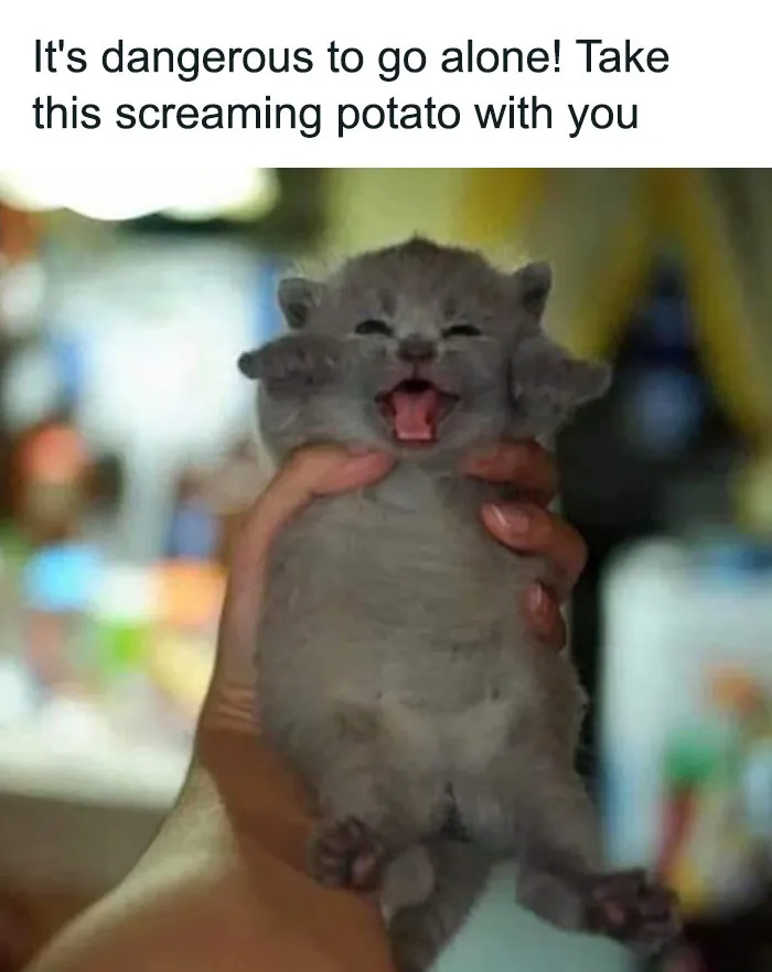 A tiny kitten being held, mouth open, with text overlay referencing a video game meme.