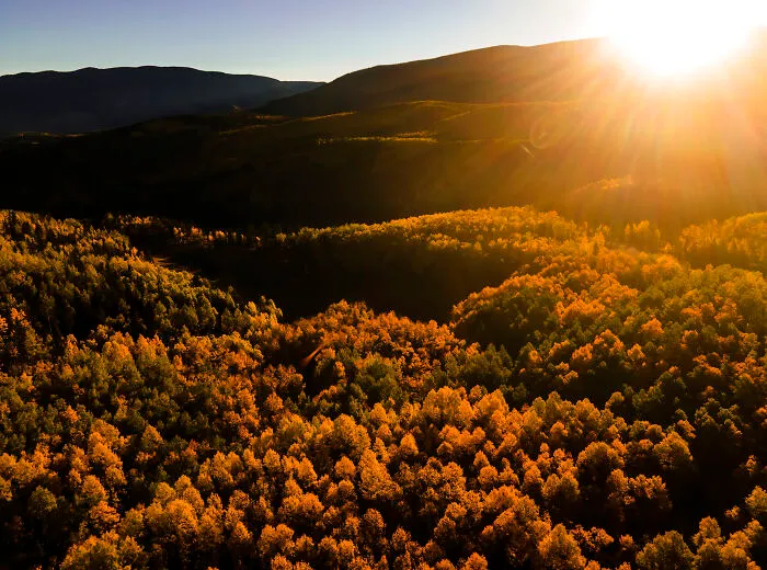Aspen Forest From Above