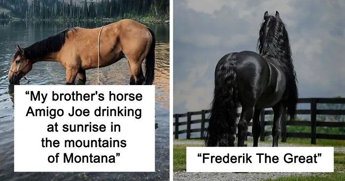 40 Moments When Horses Were Captured In All Their Power And Beauty