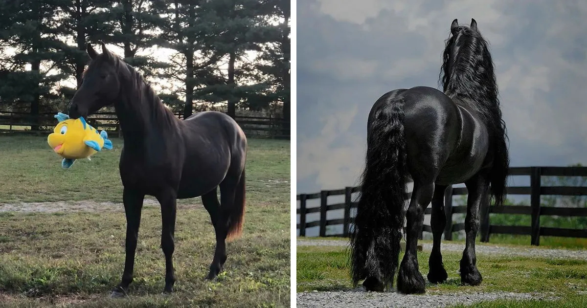 40 Caballos captados en toda su fuerza y belleza