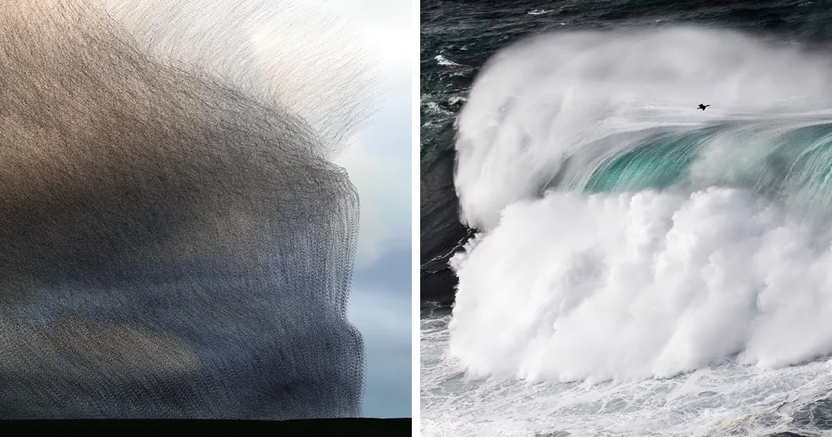 Las mejores 25 fotos de los premios al Fotógrafo de aves del año 2022
