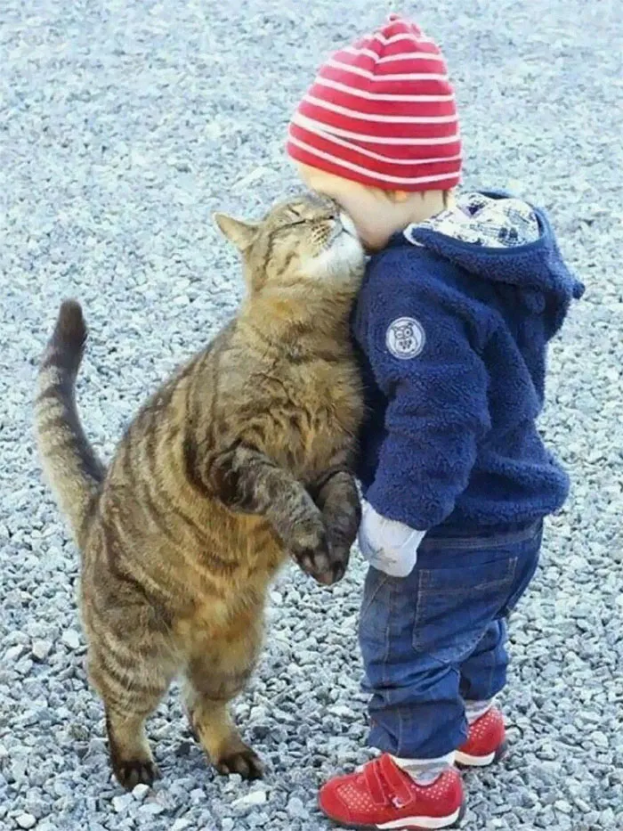 25 Divertidos memes de gatos que muestran por qué internet los ama tanto
