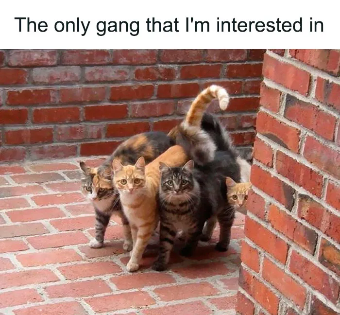 Feline Squad Goals