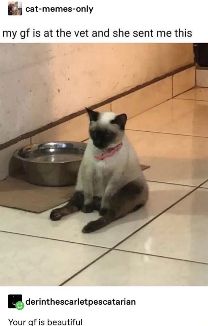 Pawsitively Drained