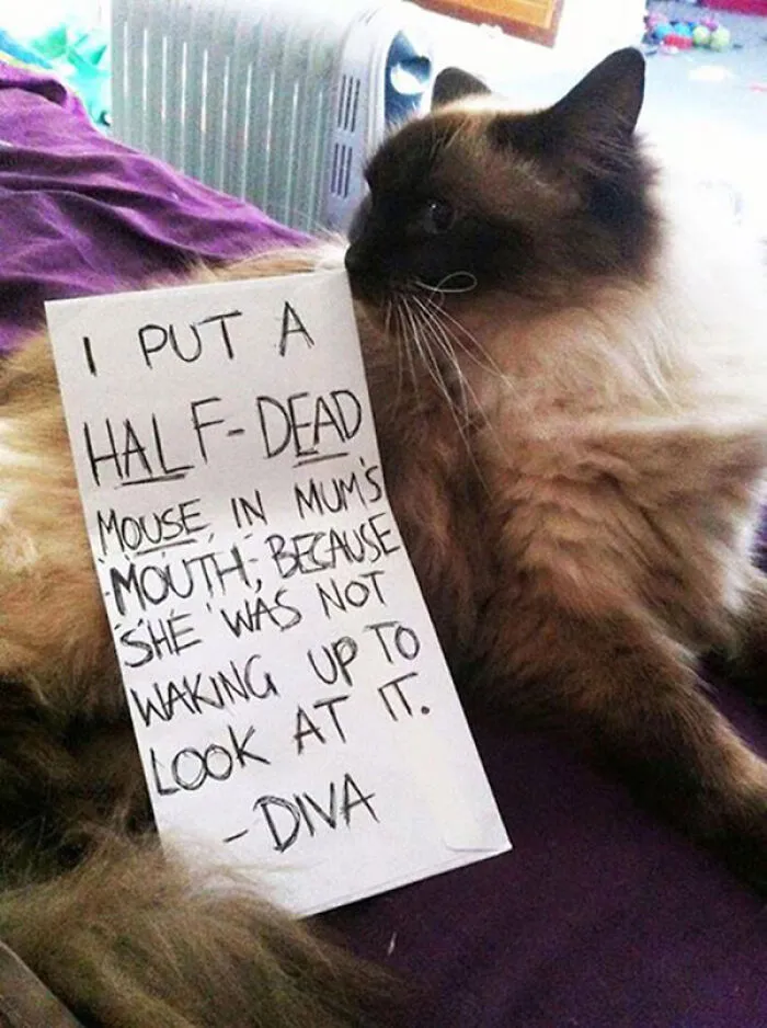 Cat meme with a fluffy cat next to a humorous sign about leaving a half-dead mouse for its owner.