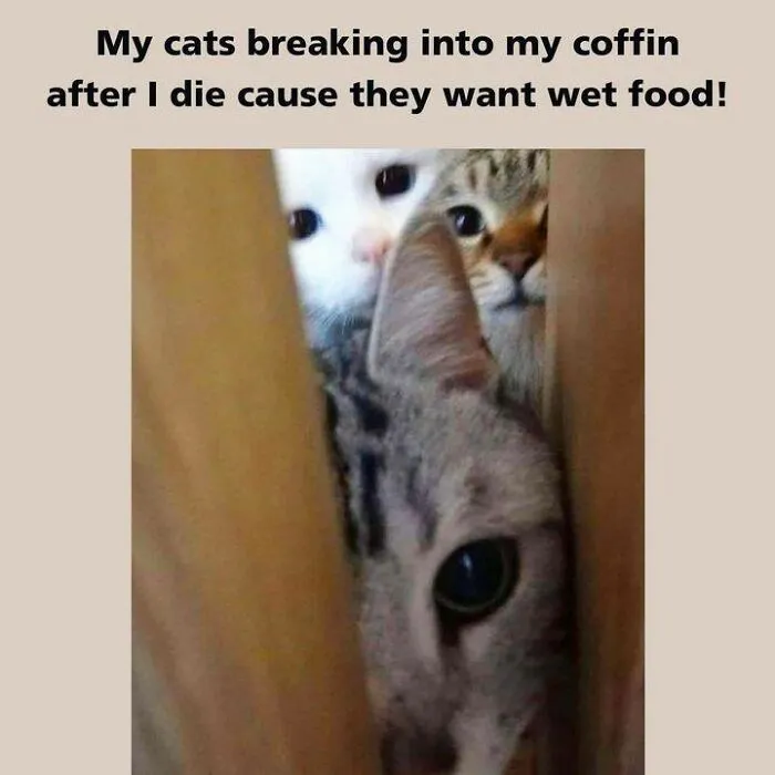 Cats peeking through a gap with a funny caption about wanting food, representing catnip humor.