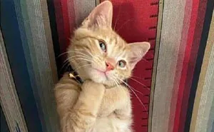 ‘Cats On Catnip’: 50 Funny And Relatable Cat Memes We Loved A Lot