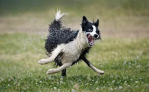 These 16 Pet Photos Were Captured At The Best Moment And They Won The 2022 Comedy Pet Photo Awards