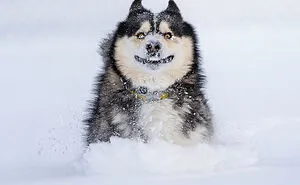 These 16 Pet Photos Were Captured At The Best Moment And They Won The 2022 Comedy Pet Photo Awards