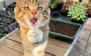 These 16 Pet Photos Were Captured At The Best Moment And They Won The 2022 Comedy Pet Photo Awards